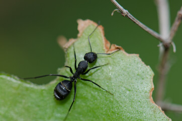 Ant Camponotus rufoglaucus feai on a leaf. Lomito de Los Bueyes. Ingenio. Gran Canaria. Canary Islands. Spain.