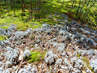 The glade of blue and green mosses in a pine forest.