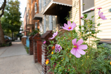 Fototapeta na wymiar Colorful Flowers along a Neighborhood Sidewalk with Homes in Greenpoint Brooklyn during Summer