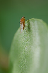 Fruit fly on a leaf. Lomito de Los Bueyes. Ingenio. Gran Canaria. Canary Islands. Spain.
