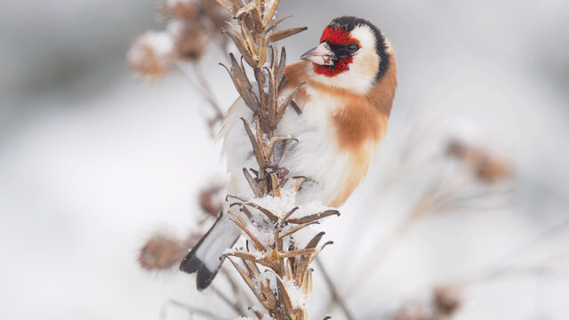 European Goldfinch. Bird in winter. Carduelis carduelis 