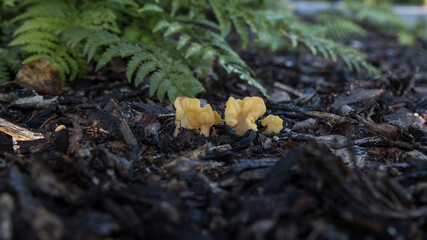 Autumn in Scania Malmö Sweden with landscapes, flowers and leaves and mushrooms