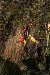 Autumn in Scania Malmö Sweden with landscapes, flowers and leaves and mushrooms