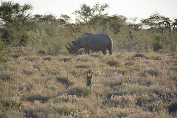 Fototapeta premium Namibia