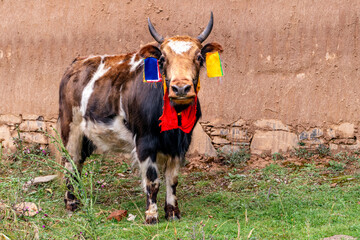 Cute cow with traditional festival decorations