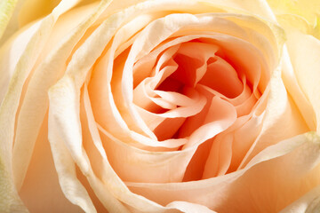 Abstract closeup of the petals of an apricot color rose
