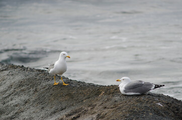 Fototapeta na wymiar Yellow-legged gulls Larus michahellis atlantis. Playa de Arinaga. Aguimes. Gran Canaria. Canary Islands. Spain.