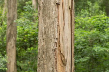 Teak tree in the forest with blurred background.Selective focus