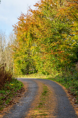 Fototapeta premium Autumn season in Killykeen Forest Park, Ireland
