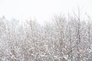 Frozen birch tree on cloudy winter sky in sunny winter day Branches covered with snow
