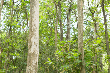 Obraz premium Teak tree in the forest with blurred background.Selective focus