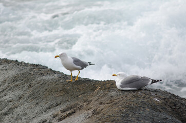 Yellow-legged gulls Larus michahellis atlantis. Playa de Arinaga. Aguimes. Gran Canaria. Canary Islands. Spain.
