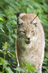 Der eruasische Luchs, auch Nordluchs (Lynx Lynx)