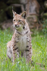Der eruasische Luchs, auch Nordluchs (Lynx Lynx)