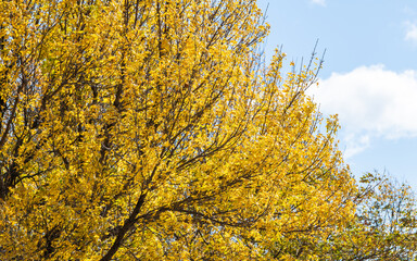 Beautiful yellow leaves in the fall, Boston background