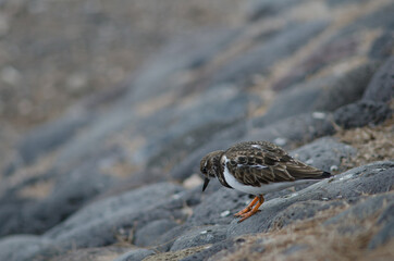 Ruddy turnstone Arenaria interpres in Arinaga. Aguimes. Gran Canaria. Canary Islands. Spain.