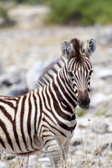Fototapeta na wymiar Zebra close up