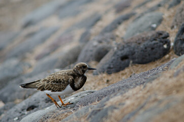 Ruddy turnstone Arenaria interpres in Arinaga. Aguimes. Gran Canaria. Canary Islands. Spain.