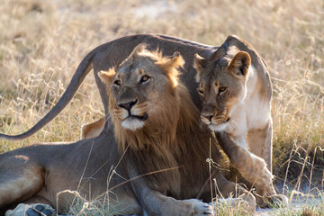 lion and lioness