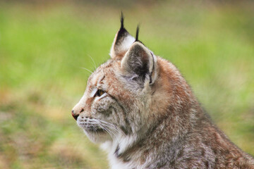 Der eruasische Luchs, auch Nordluchs (Lynx Lynx)