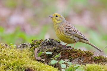 Yellowhammer. Bird in spring, male. Emberiza citrinella