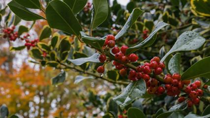 Red winter berries in the rain
