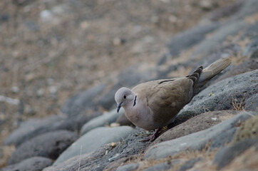 Eurasian collared dove Streptopelia decaocto in Arinaga. Aguimes. Gran Canaria. Canary Islands. Spain.