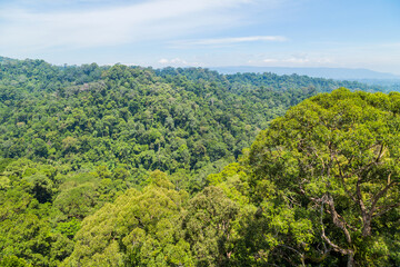 Obraz premium Ulu Temburong National Park
