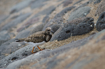 Ruddy turnstone Arenaria interpres in Arinaga. Aguimes. Gran Canaria. Canary Islands. Spain.