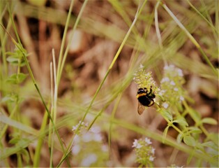 bumble bee on flower