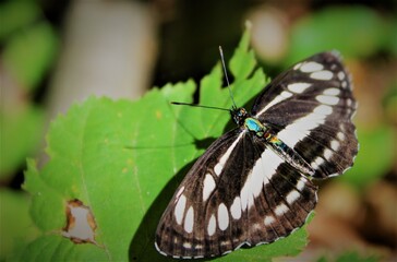 butterfly on a leaf