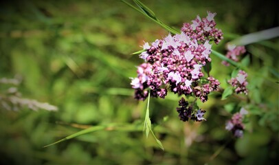 pink flower in garden