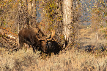 Obraz premium Bull Moose During the Fall Rut in Wyoming