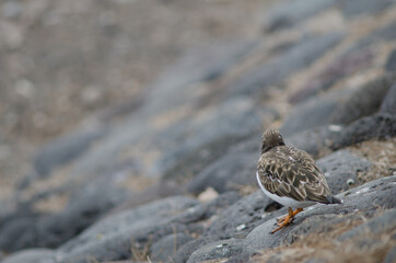 Ruddy turnstone Arenaria interpres in Arinaga. Aguimes. Gran Canaria. Canary Islands. Spain.