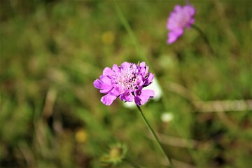 flowers in the garden