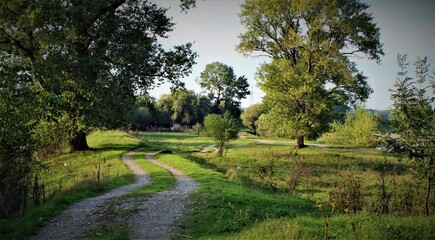 trees in the park