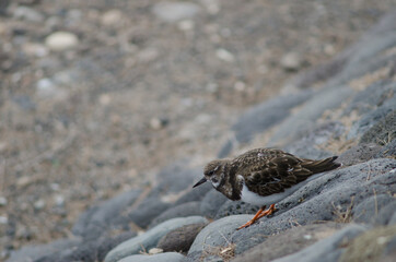 Ruddy turnstone Arenaria interpres in Arinaga. Aguimes. Gran Canaria. Canary Islands. Spain.