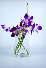 A bouquet of purple orchids in a glass jar is placed on the white back ground