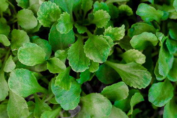close up of green leaves