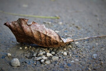 leaf on the ground