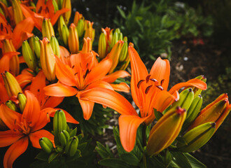 Obraz premium Orange Lily 