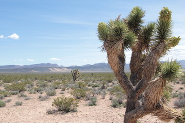 Desert tree California