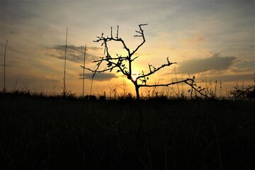 silhouette of a tree in sunset