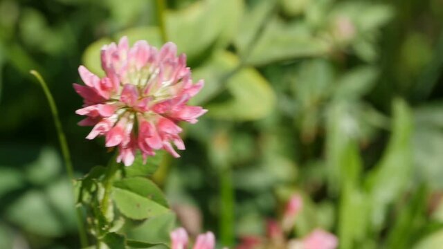 clover pink flowers close-up, camera in motion