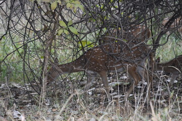 Panna National Park, Khajuraho, Waranasi © Kryspin