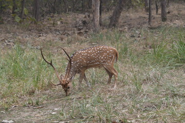 Panna National Park, Khajuraho, Waranasi