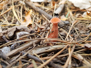 little red mushroom in the forest 