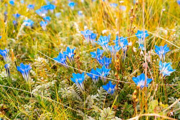 The beautiful blue flower on tibetan meadow in Tibet