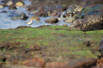 Common ringed plover Charadrius hiaticula in Arinaga. Aguimes. Gran Canaria. Canary Islands. Spain.
