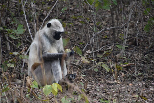 Panna National Park, Khajuraho, Waranasi
